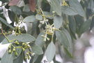 vignette Eucalyptus gunnii ssp. divaricata Ile d'Aix17 20060308