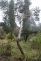 vignette Eucalyptus parvula x (E rubida?) Ile d'Aix17 20060308