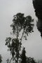vignette Eucalyptus pauciflora ssp. pauciflora Ile d'Aix17 1 20060308