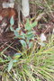 vignette Eucalyptus pauciflora ssp. pauciflora Ile d'Aix17 1 20060308