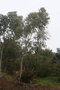 vignette Eucalyptus pauciflora ssp. pauciflora Ile d'Aix17 3 20060308