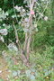 vignette Eucalyptus albens Ile d'Aix17 2 20060518