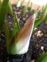 vignette Tulipa tarda - Tulipa dasystemon
