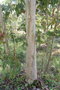 vignette Eucalyptus dalrympleana Ile d'Aix17 20060518