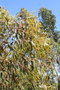 vignette Eucalyptus goniocalyx Ile d'Aix17 1 20060518