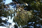 vignette Eucalyptus goniocalyx Ile d'Aix17 Coudepont 2 20060518