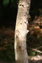 vignette Eucalyptus goniocalyx Ile d'Aix17 1 20060518