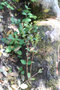 vignette Eucalyptus parvula x (E rubida?) Ile d'Aix17 20060518