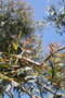 vignette Eucalyptus parvula x (E rubida?) Ile d'Aix17 20060518