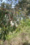 vignette Eucalyptus pauciflora ssp. pauciflora Ile d'Aix17 20060518