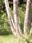 vignette Eucalyptus brookeriana Ile d'Aix17 20060518