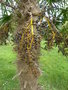 vignette Trachycarpus fortunei - Palmier de Chine