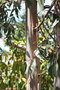 vignette Eucalyptus globulus ssp. globulus Ile d'Aix17 Bois Joly 20060523