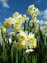vignette Narcissus tazetta 'Avalanche'