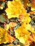 vignette Fremontodendron californicum Ile d'Aix17 20060523