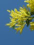 vignette Acacia dealbata - Mimosa d'hiver