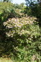 vignette Kolkwitzia amabilis Ile d'Aix17 20060523