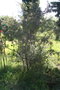 vignette Leptospermum flavescens Ile d'Aix17 20060523