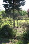 vignette Leptospermum thymifolium Ile d'Aix17 1 20060523