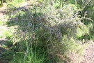 vignette Leptospermum thymifolium Ile d'Aix17 2 20060523