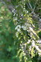 vignette Leptospermum thymifolium Ile d'Aix17 2 20060523