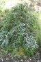 vignette Leptospermum thymifolium Ile d'Aix17 3 20060523
