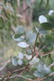 vignette Eucalyptus goniocalyx Ile d'Aix17 1 20070203