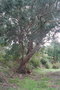 vignette Eucalyptus gunnii Ile d'Aix17 20070203
