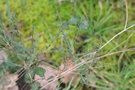 vignette Melaleuca thymifolia Ile d'Aix17 20070203