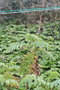 vignette Melianthus major Ile d'Aix17 20070203
