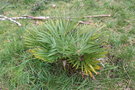 vignette Trachycarpus sp Ile d'Aix17 20070203