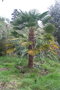 vignette Trachycarpus wagnerianus Ile d'Aix17 1 20070203
