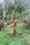 vignette Trachycarpus wagnerianus Ile d'Aix17 1 20070203