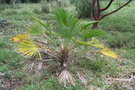 vignette Trachycarpus wagnerianus Ile d'Aix17 2 20070203