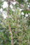 vignette Phillyrea angustifolia (trs angustifolia) Ile d'Aix17 20070322
