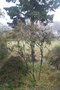 vignette Leptospermum thymifolium Ile d'Aix17 20071227