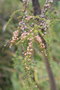 vignette Leptospermum thymifolium Ile d'Aix17 20071227