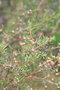 vignette Leptospermum flavescens Ile d'Aix17 20071227