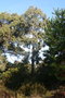 vignette Eucalyptus macarthurii Ile d'Aix17 20071227