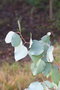 vignette Eucalyptus albens Ile dAix17 1 20071227