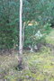 vignette Eucalyptus albens Ile dAix17 2 20071227