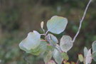 vignette Eucalyptus albens Ile dAix17 2 20071227