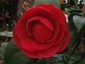 vignette Camellia japonica Coquettii au 18 03 11