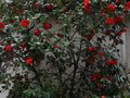 vignette Camellia japonica Grand Prix au 18 03 11