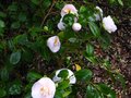 vignette Camellia japonica Mrs D.W.Davies au 18 03 11