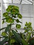 vignette Euphorbia martinii