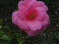 vignette Camellia inconnu nouveau(barbara clark?) au 18 03 11