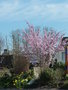vignette Prunus serrulata 'Accolade' - Cerisier du Japon  devant l'cole St Anne