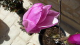vignette magnolia susan