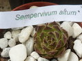 vignette Sempervivum Altum - EB - 18 3 2011 Nelde